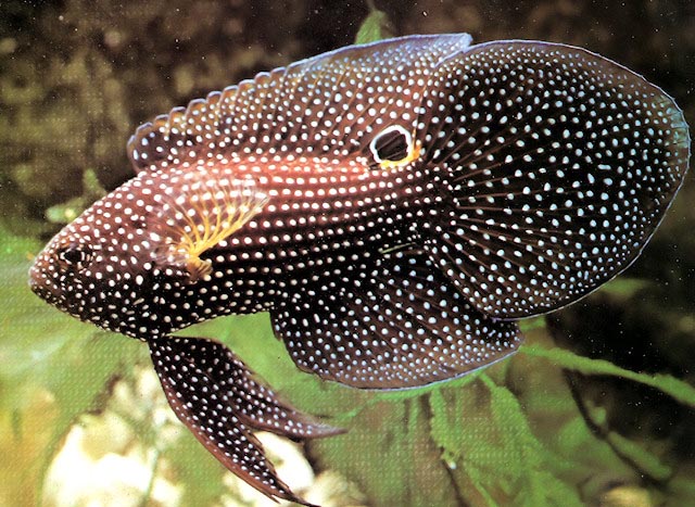 CALLOPLESIOPS ALTIVELIS